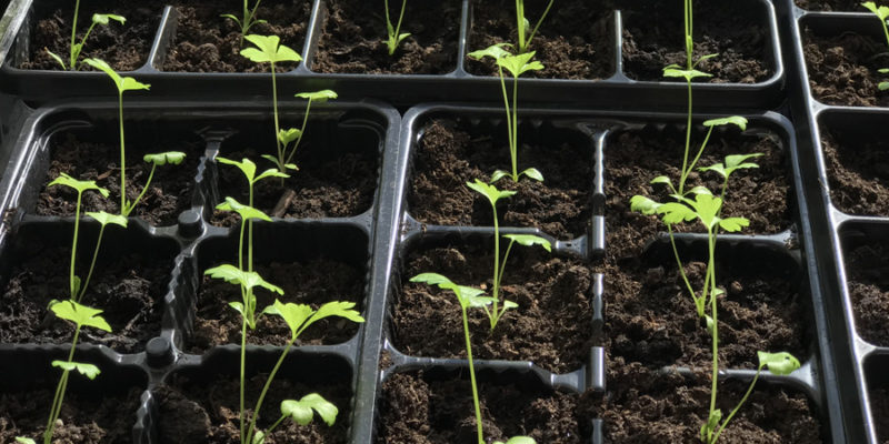 Черешковый сельдерей: выращивание из семян в открытом грунте