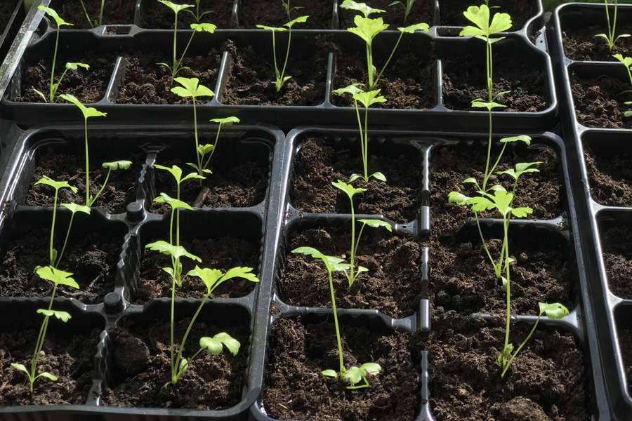 Черешковый сельдерей: выращивание из семян в открытом грунте