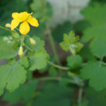 Чистотел большой