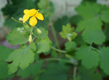 Чистотел большой