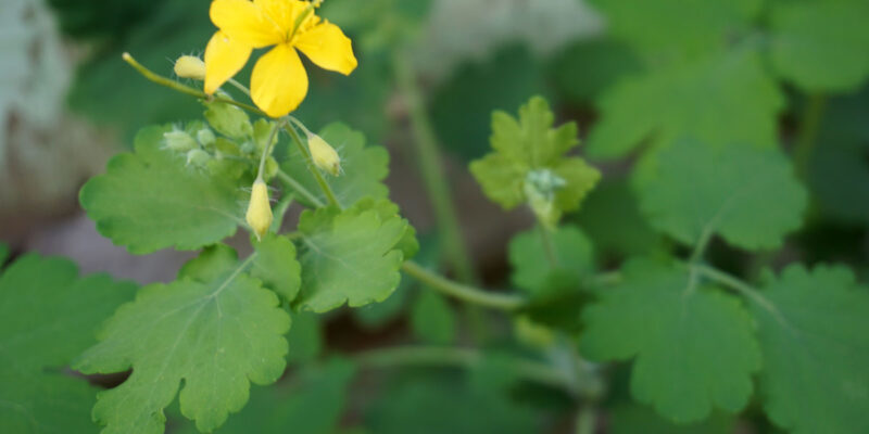 Чистотел большой