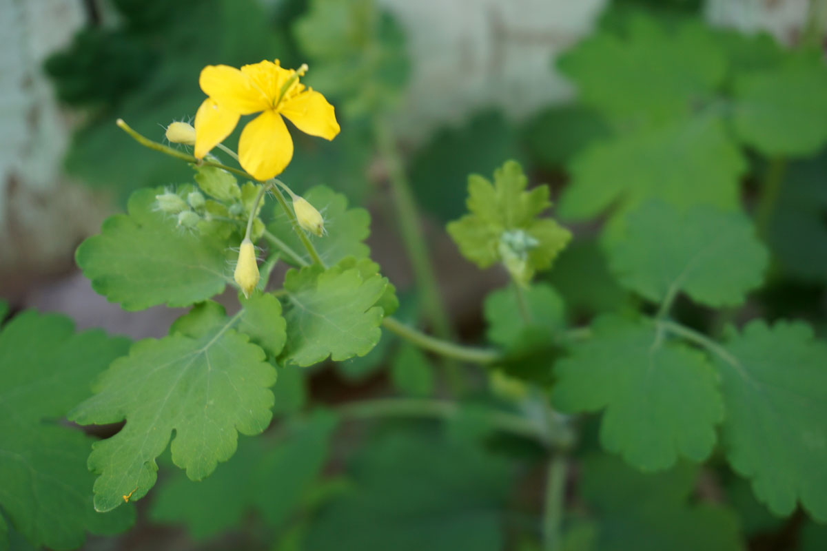 Чистотел большой