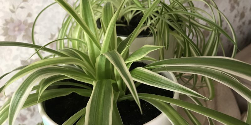 Хлорофитум хохлатый (Chlorophytum comosum): инструкция по уходу