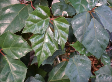 Циссус ромболистный (Cissus rhombifolia)