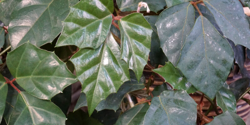 Циссус ромболистный (Cissus rhombifolia)