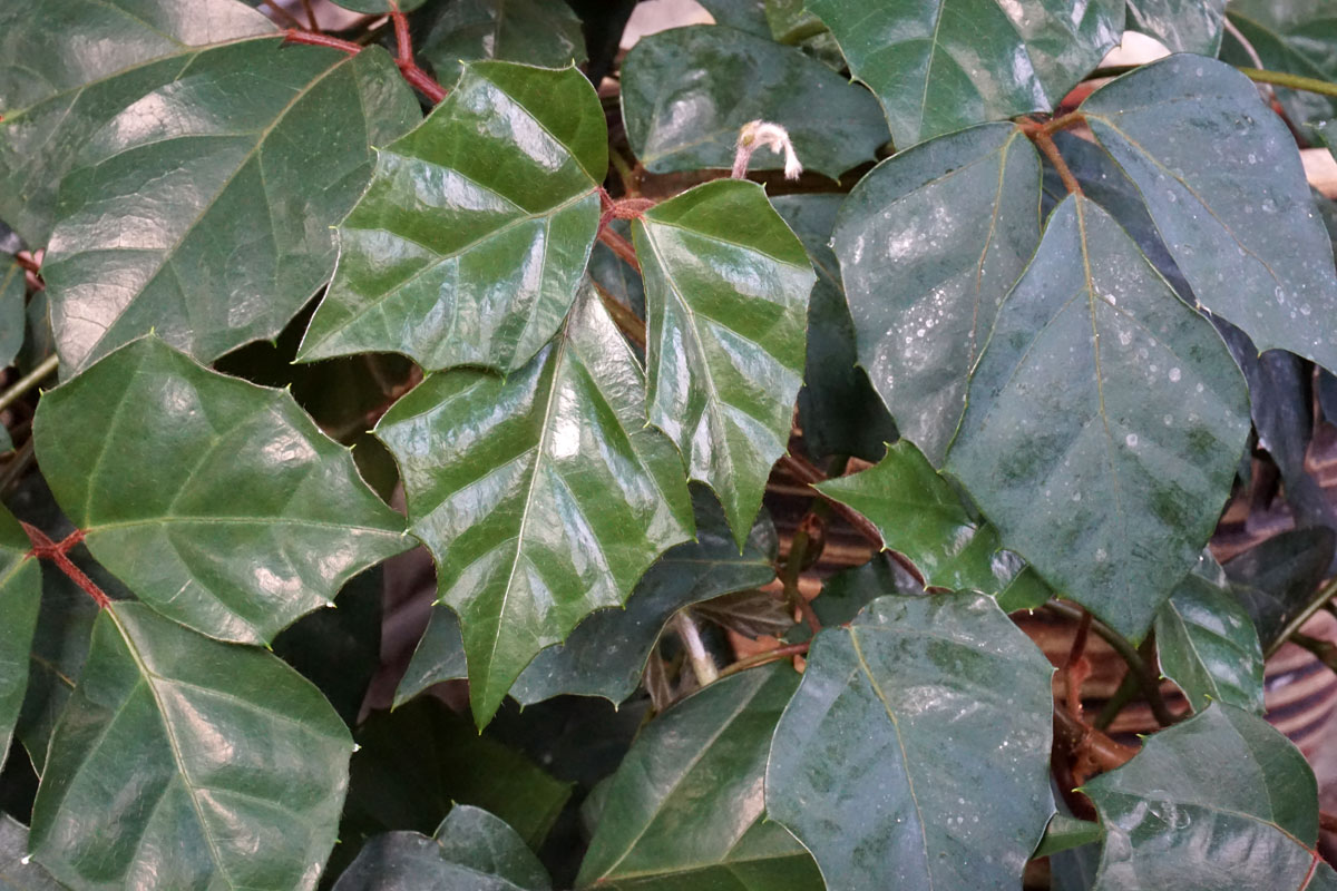 Циссус ромболистный (Cissus rhombifolia)