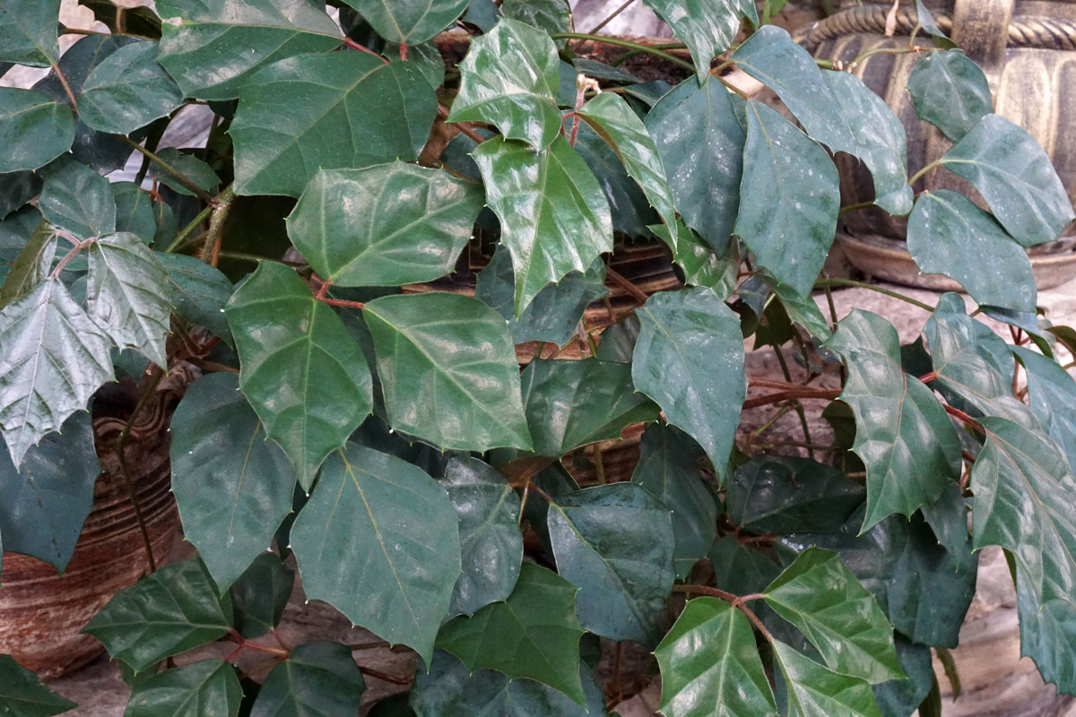 Циссус ромболистный (Cissus rhombifolia)