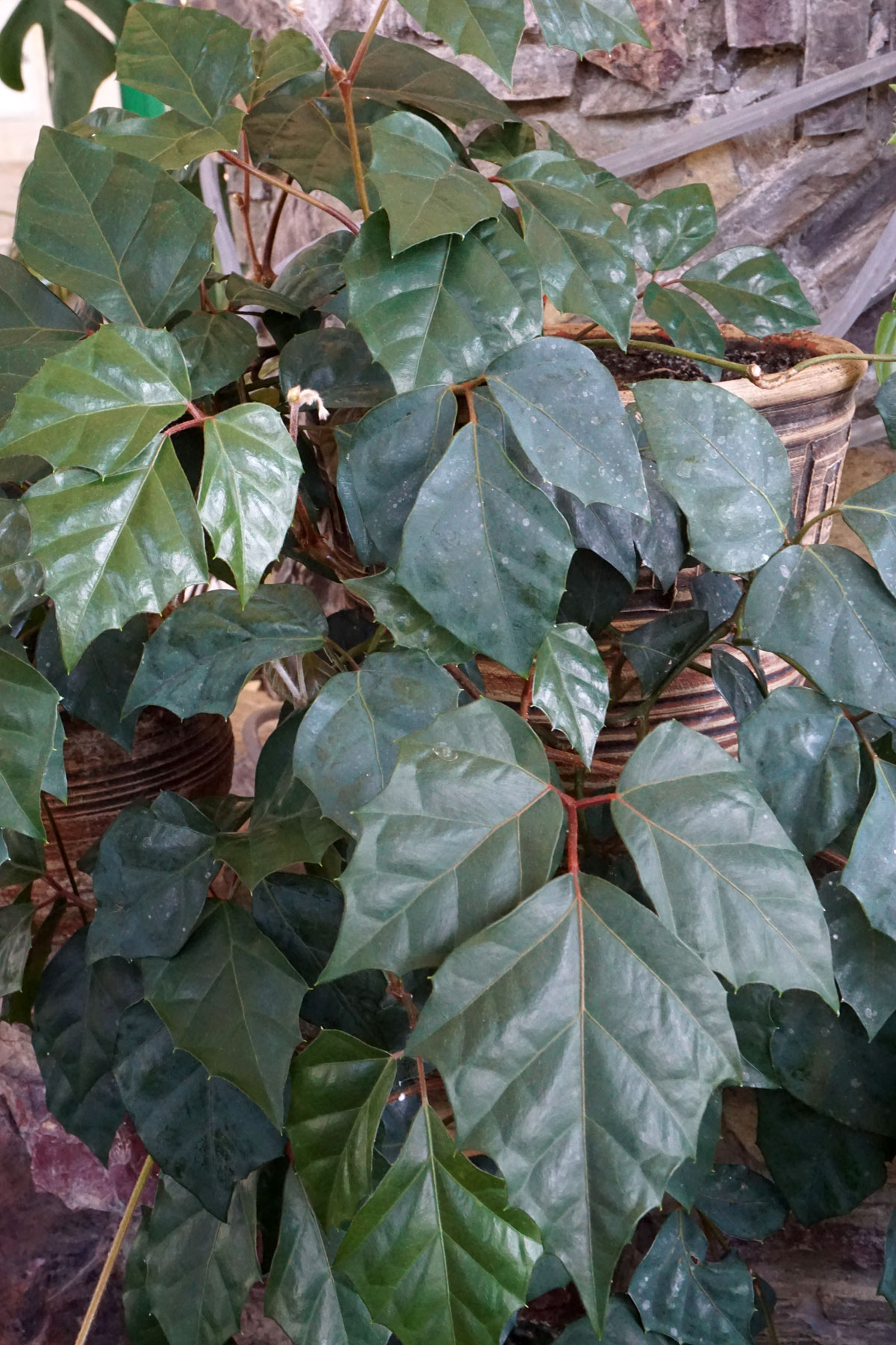 Циссус ромболистный (Cissus rhombifolia)