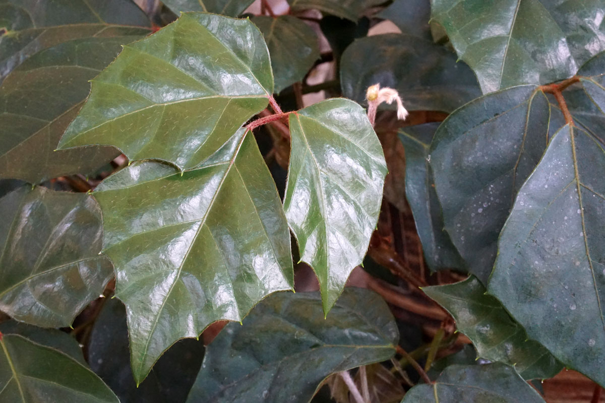 Циссус ромболистный (Cissus rhombifolia)