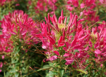 Клеома Хасслера (лат. Cleome hassleriana)