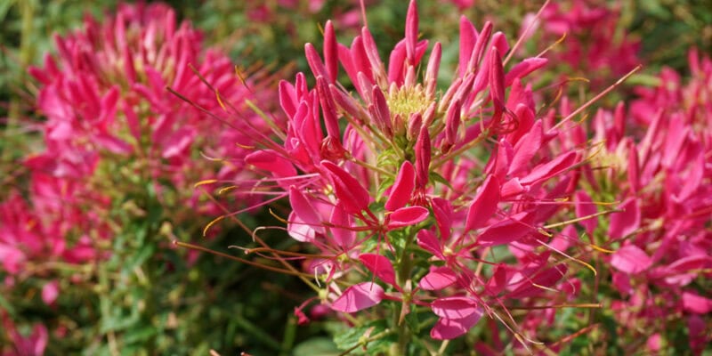 Клеома Хасслера (лат. Cleome hassleriana)