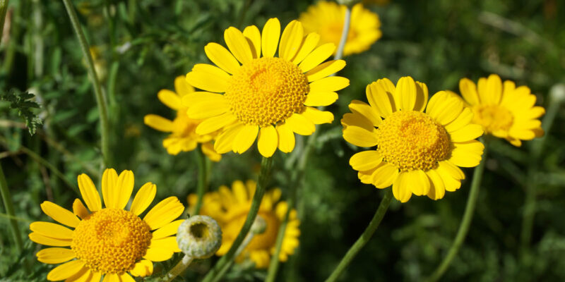 Кота красильная, или пупавка красильная