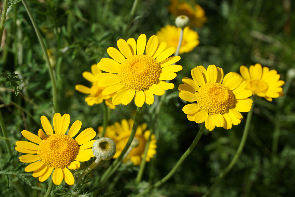 Кота красильная, или пупавка красильная