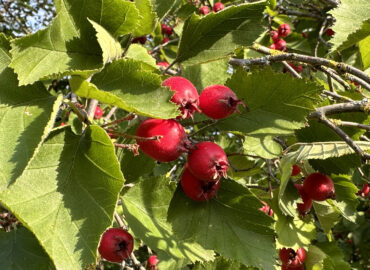 Боярышник (лат. Crataegus)