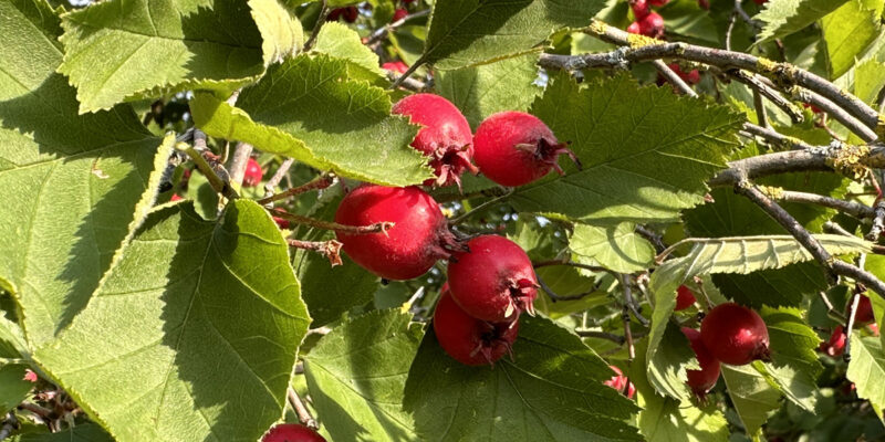 Боярышник (лат. Crataegus)
