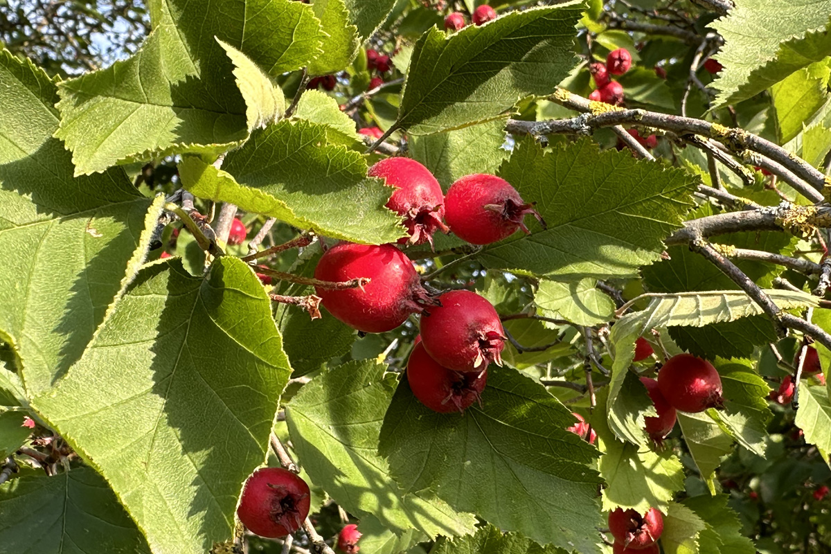 Боярышник (лат. Crataegus)