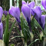 Выращивание крокусов в саду