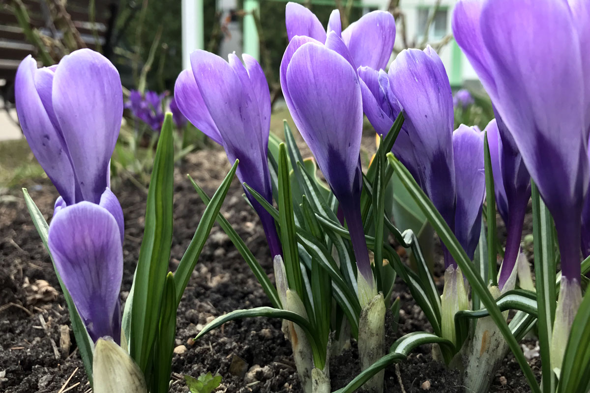 Выращивание крокусов в саду