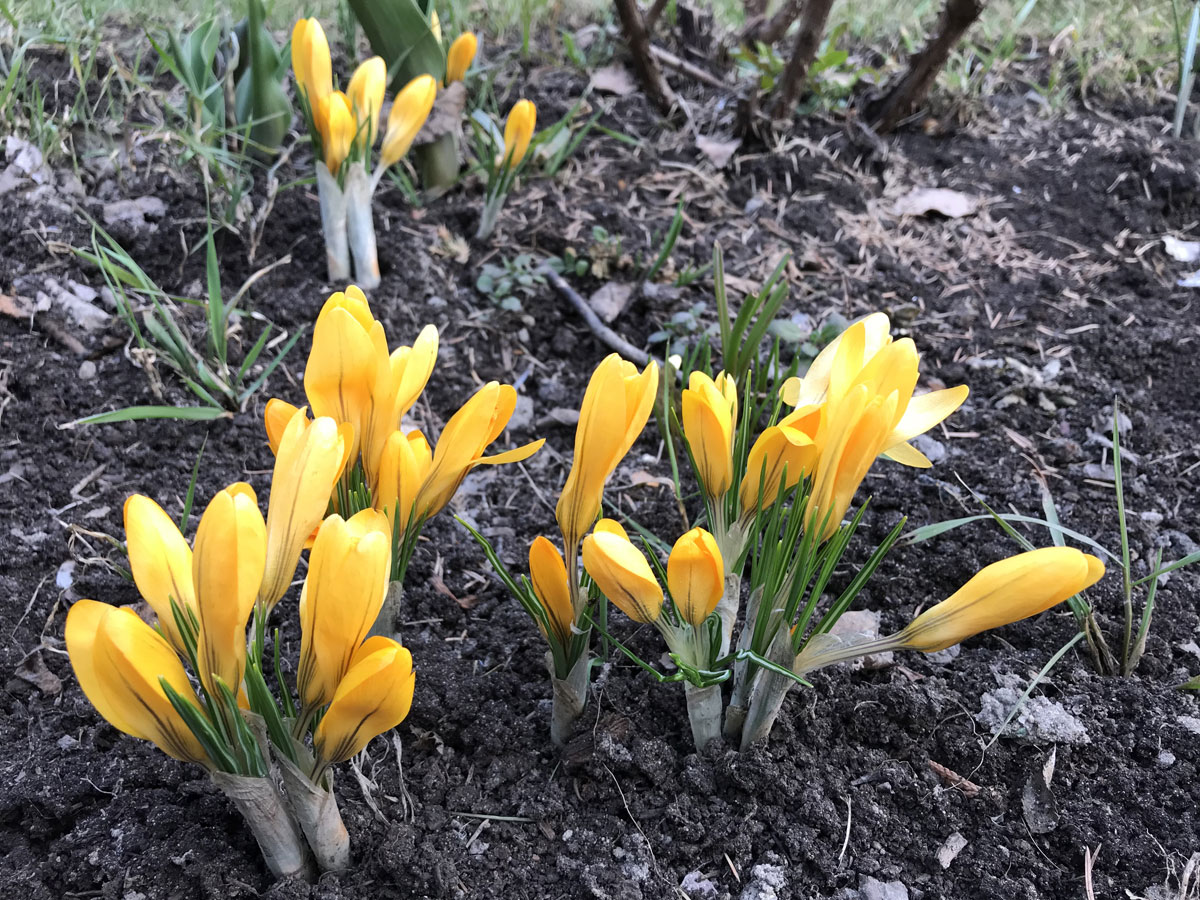 Желтые крокусы