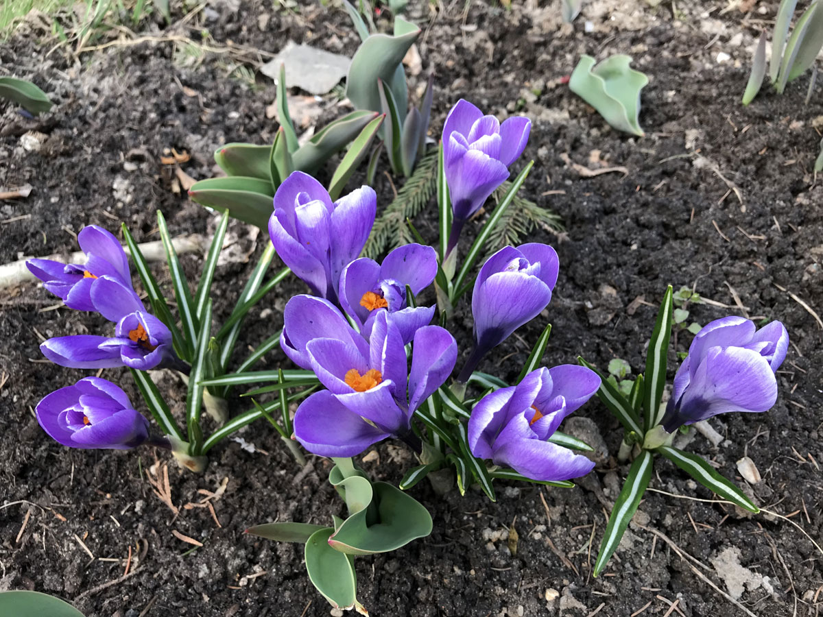 Крокусы (лат. Crocus)