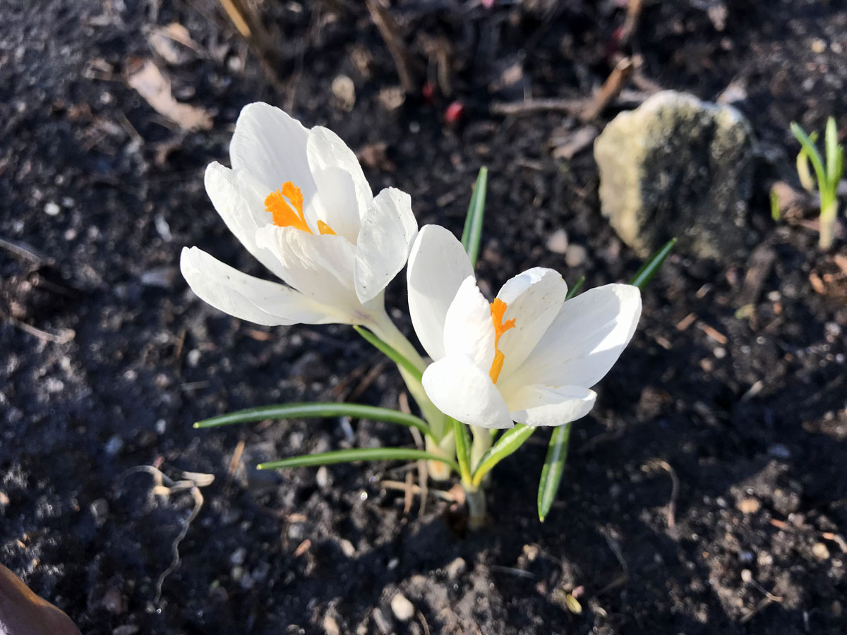 Белые крокусы