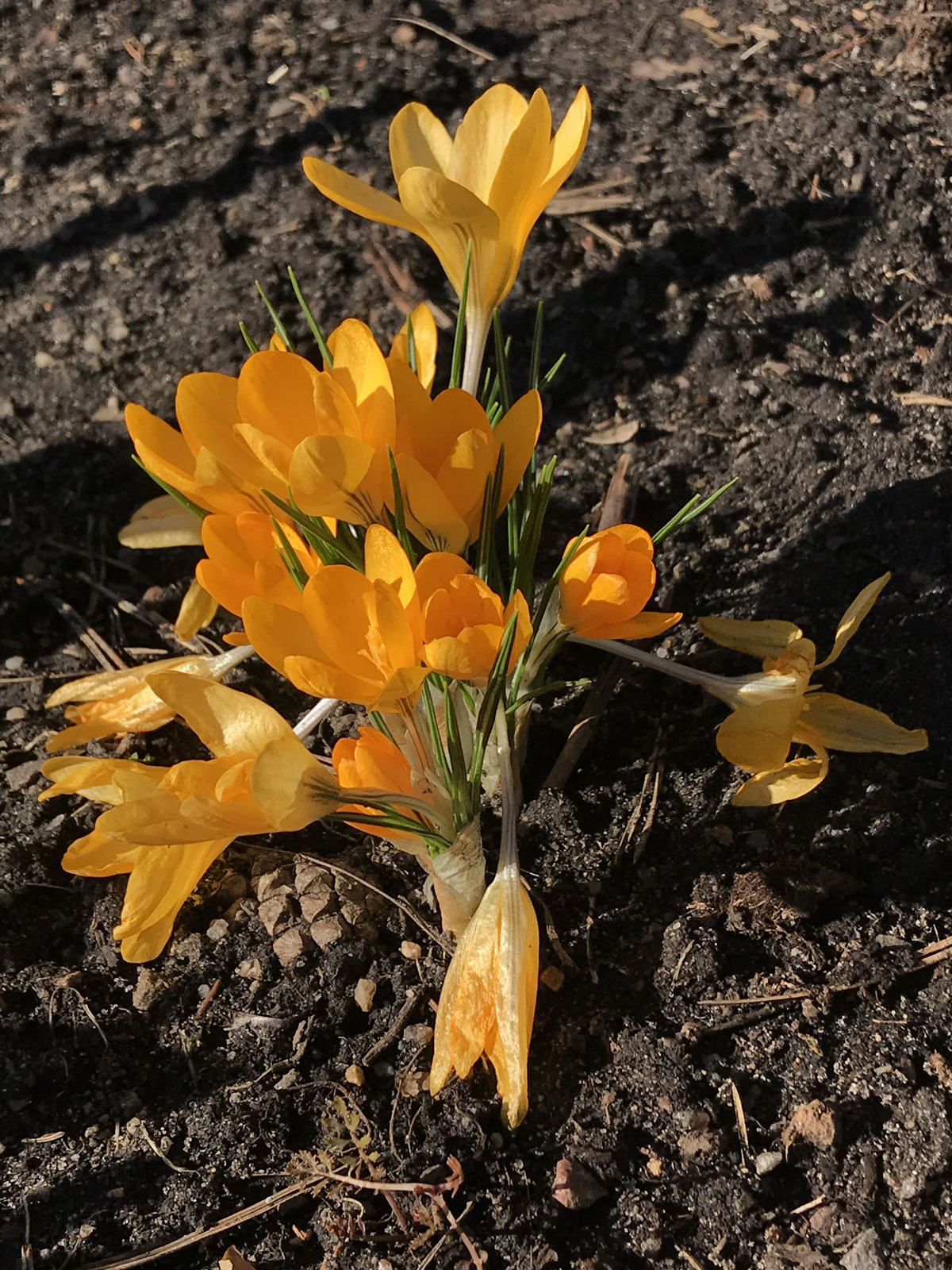 Желтые крокусы