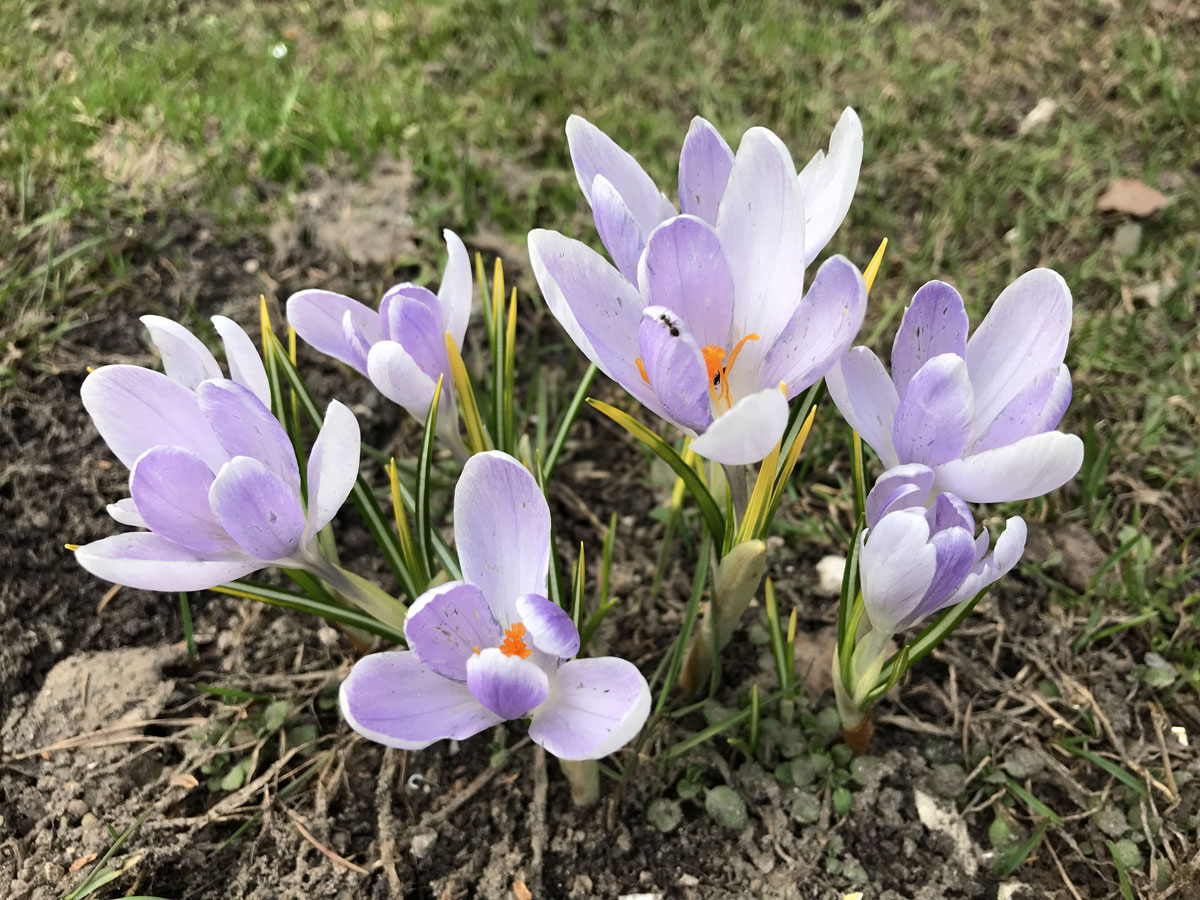 Крокусы (лат. Crocus)