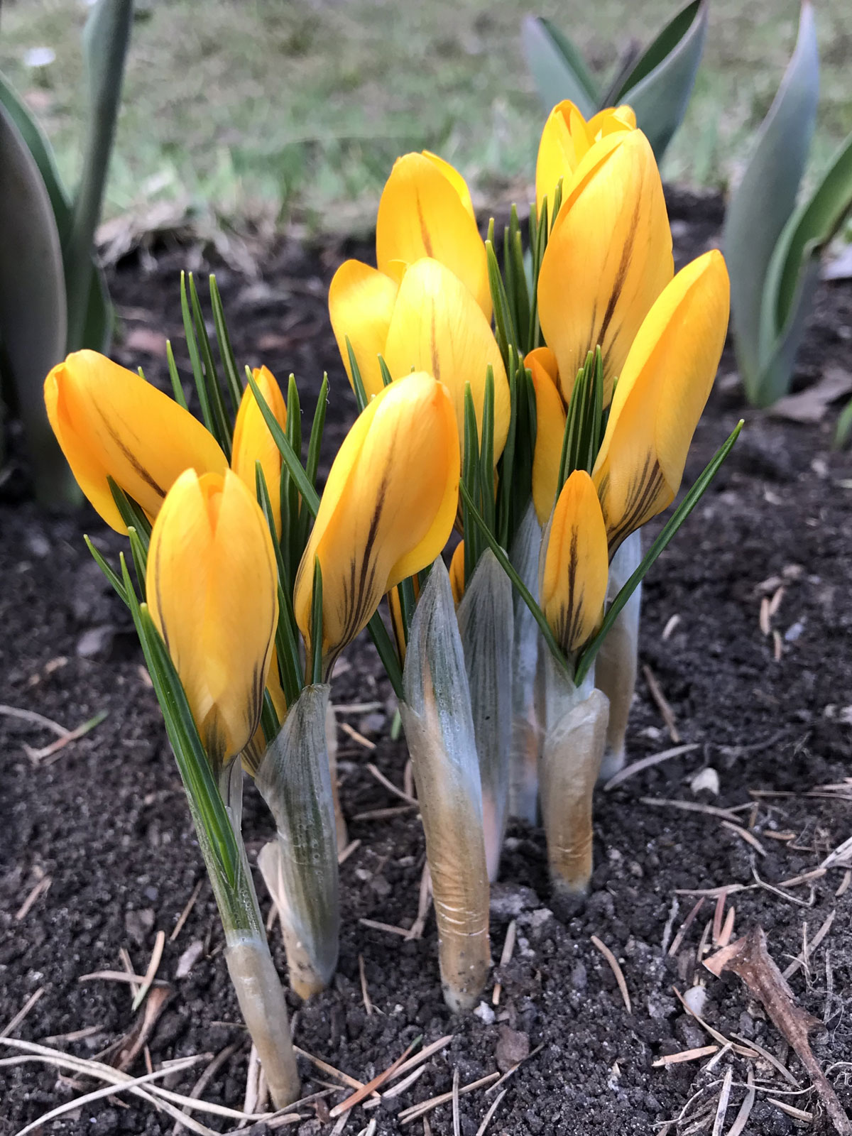 Желтые крокусы