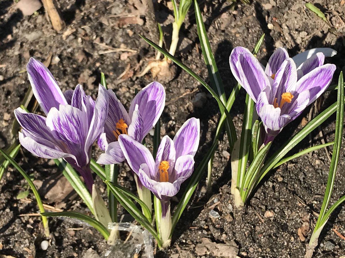 Крокусы (лат. Crocus)