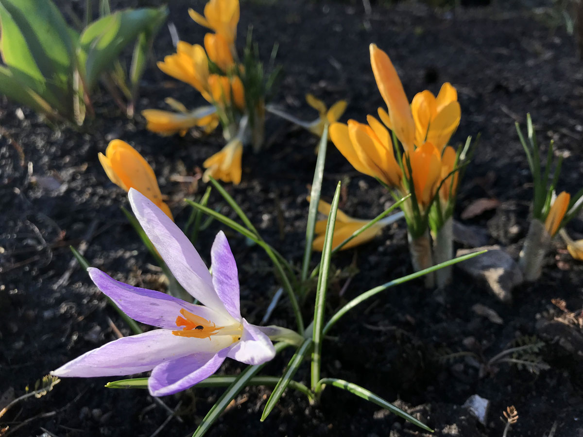 Крокусы (лат. Crocus)