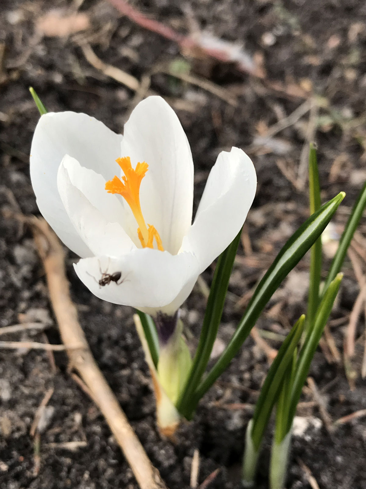 Белый крокус