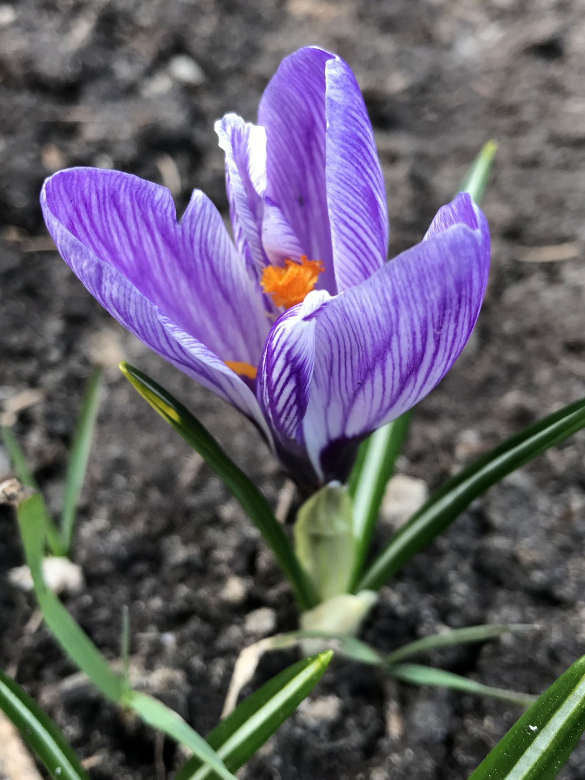 Крокус (лат. Crocus)
