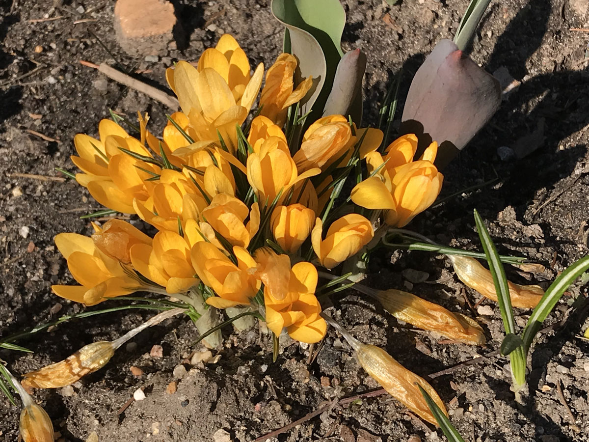 Желтые крокусы