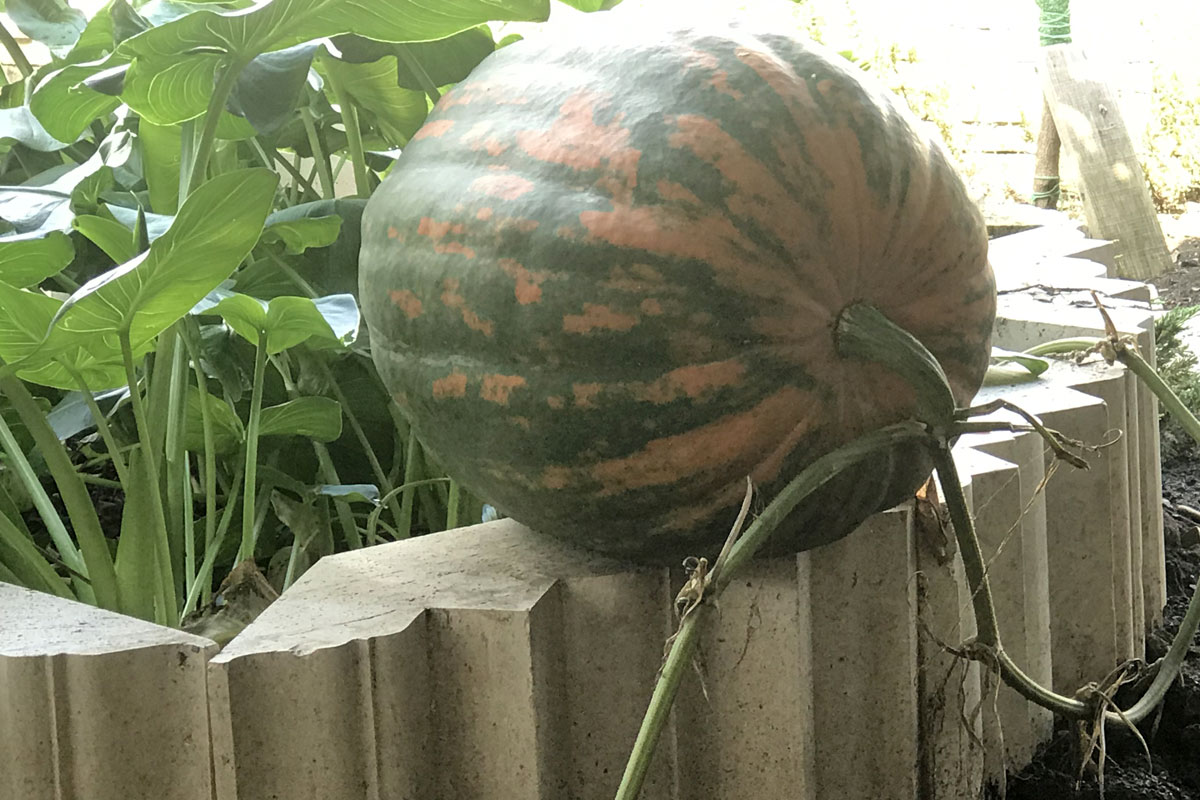 Тыква (лат. Cucurbita)