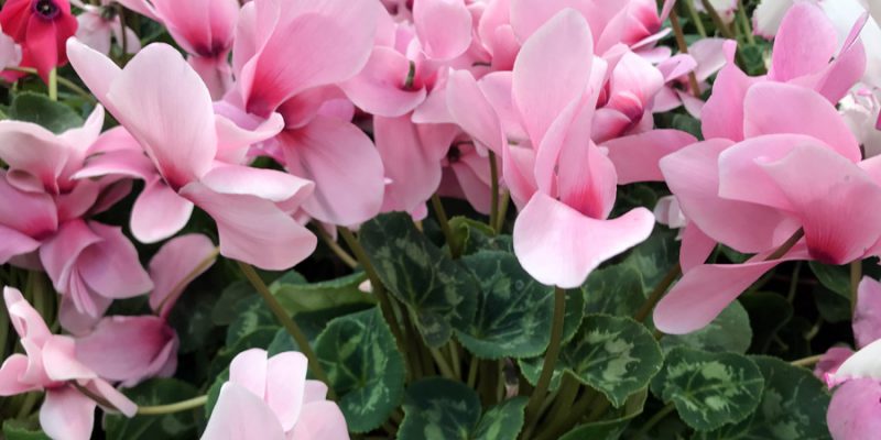Цикламен персидский (Cyclamen persicum): уход и размножение в домашних условиях