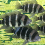 Фронтоза, или лобастая цифотиляпия зебра