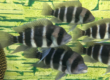 Фронтоза, или лобастая цифотиляпия зебра