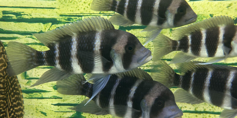 Фронтоза, или лобастая цифотиляпия зебра