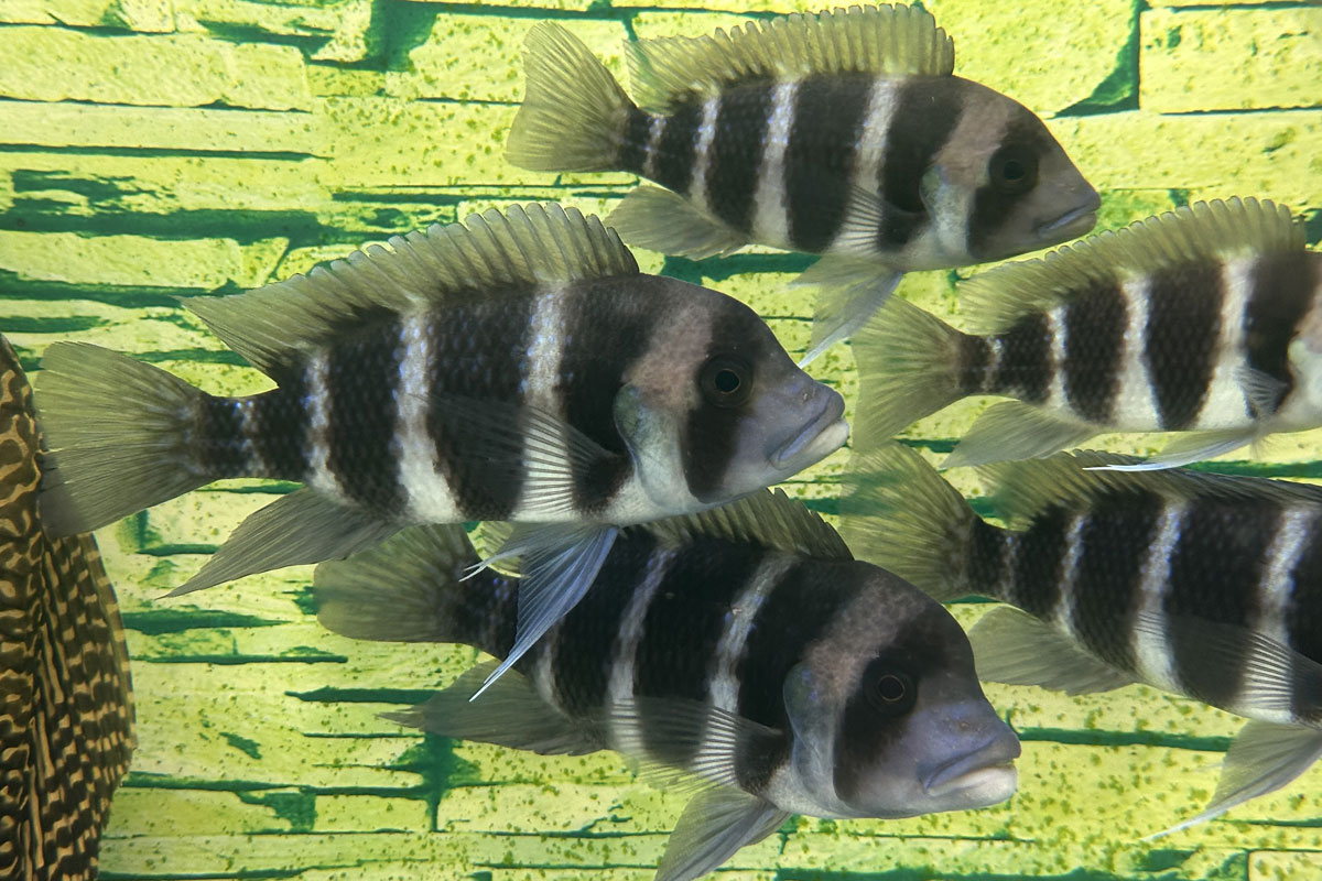 Фронтоза, или лобастая цифотиляпия зебра