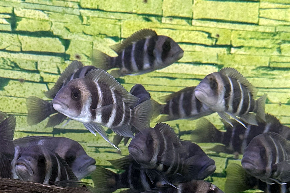 Аквариум с фронтозами