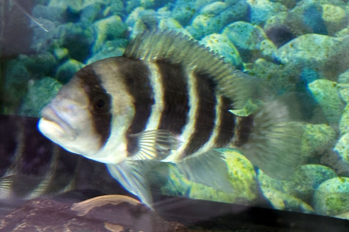 Фронтоза в аквариуме