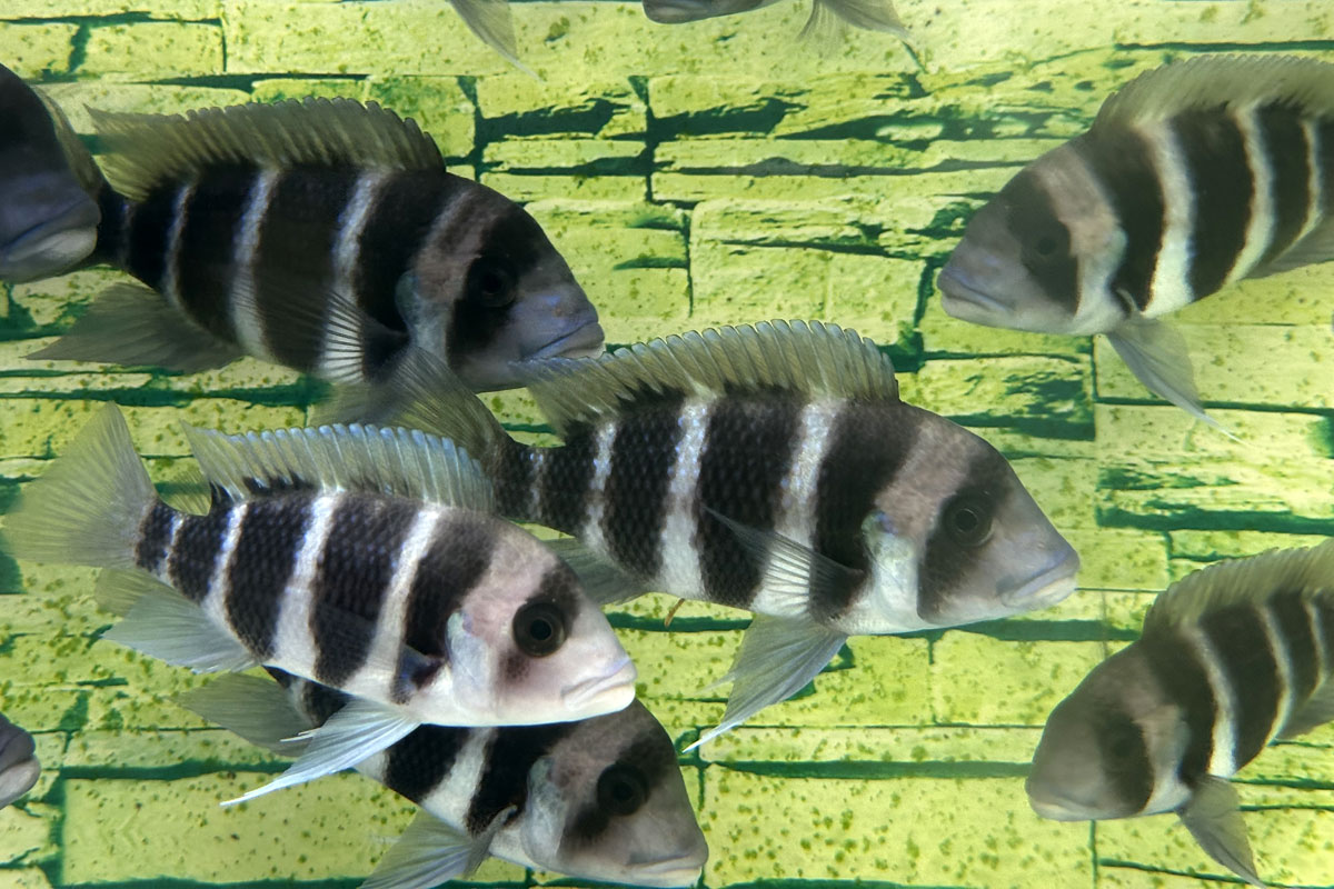 Аквариум с фронтозами