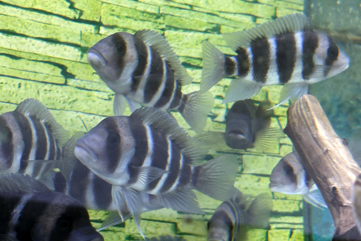 Аквариум с фронтозами