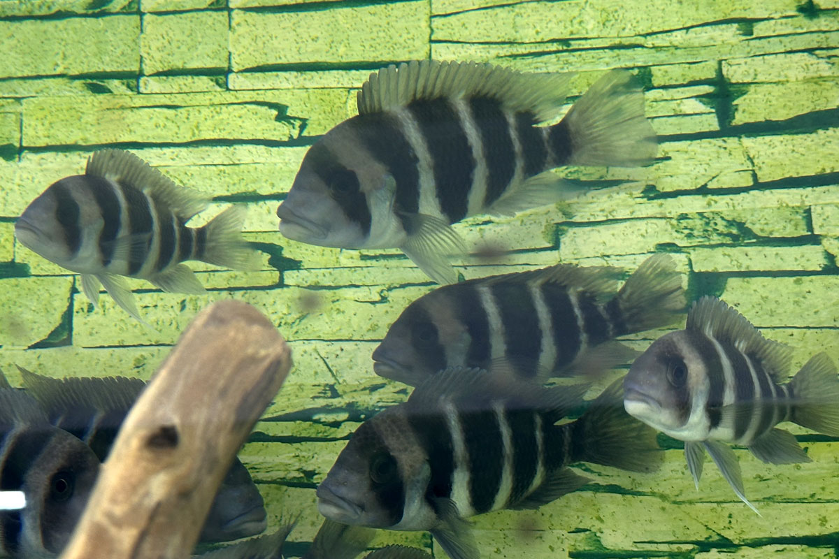 Аквариум с фронтозами