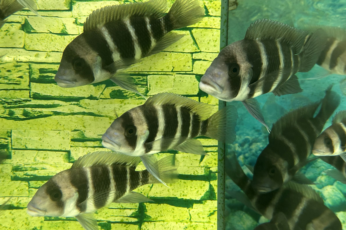 Аквариум с фронтозами