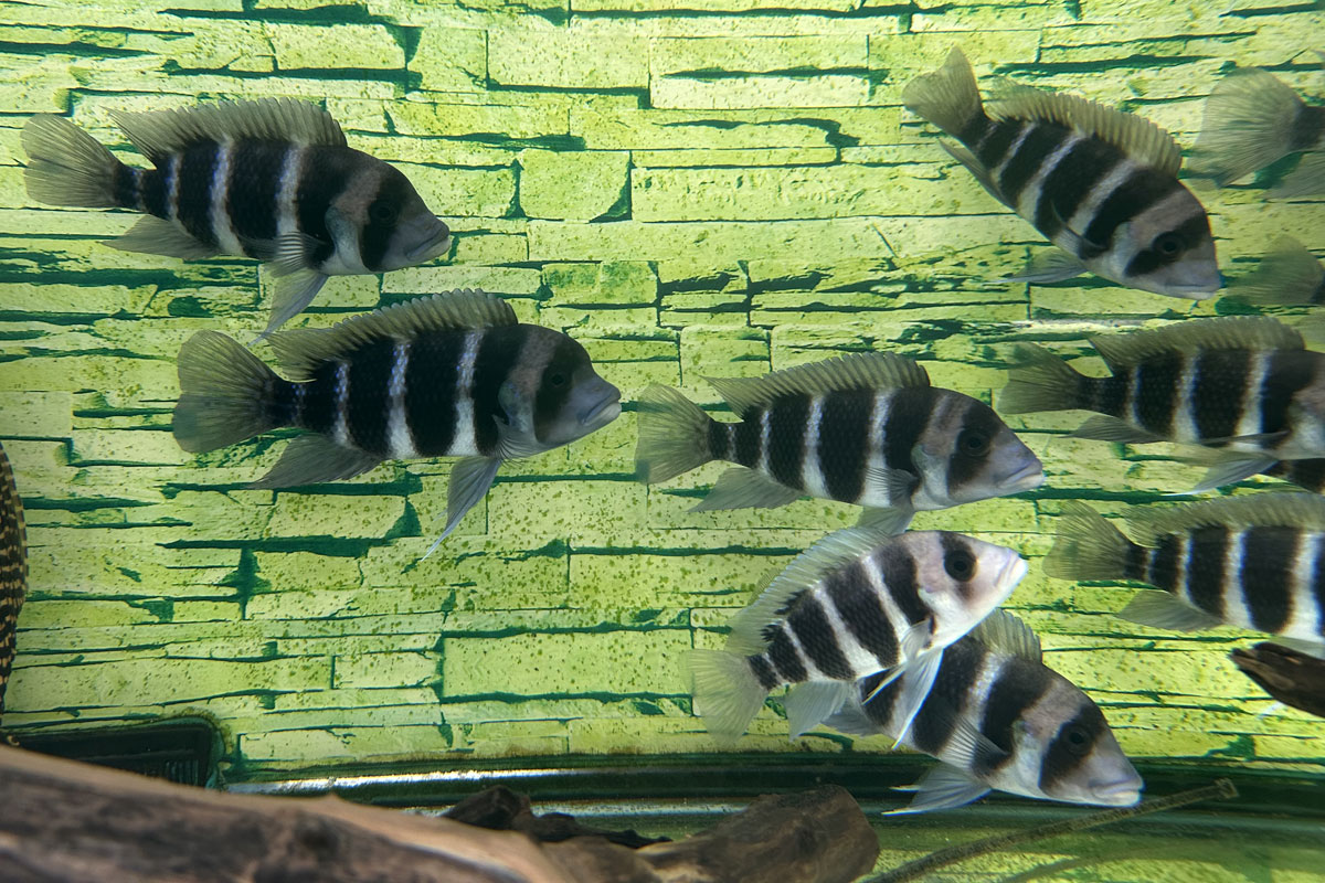 Аквариум с фронтозами