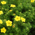 Лапчатка кустарниковая (Dasiphora fruticosa)