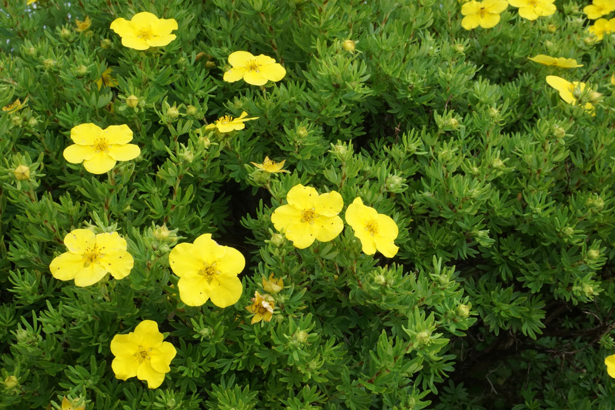 Лапчатка кустарниковая (Dasiphora fruticosa)