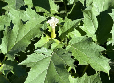 Дурман обыкновенный (лат. Datura stramonium)