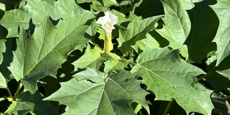 Дурман обыкновенный (лат. Datura stramonium)
